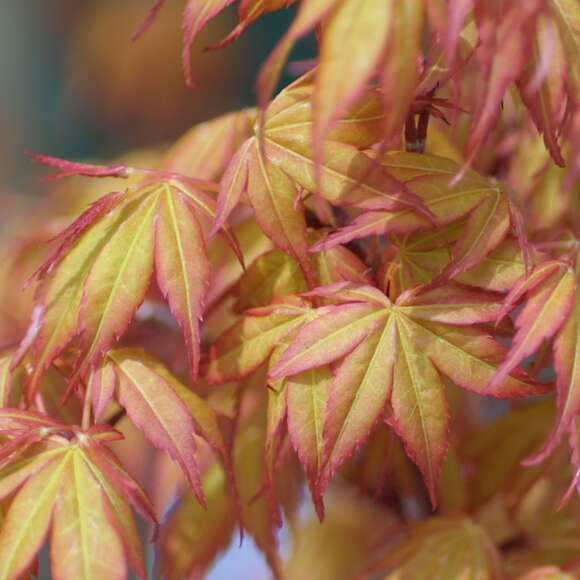 Acer palmatum 'Katsura': Bild 5/12