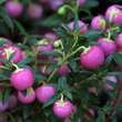 Pernettya mucronata: Bild 2/2