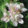 Rubus fruticosus 'Theodor Reimers': Bild 3/4