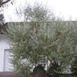 Elaeagnus angustifolia: Bild 6/8