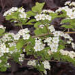 Crataegus laevigata: Bild 2/7