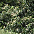 Prunus lusitanica: Bild 2/3