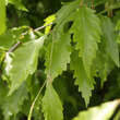 Fagus sylvatica 'Laciniata': Bild 2/5