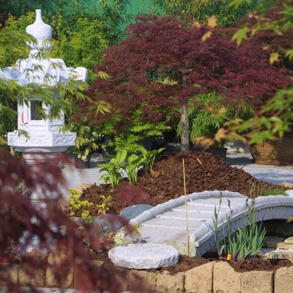 Acer palmatum 'Garnet' H125+: Bild 3/5 Acer palmatum 'Garnet' H125+: Bild 3/5