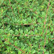 Cotoneaster dammeri 'Eichholz': Bild 2/2