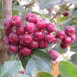 Sorbus 'Granatnaja': Bild 7/7