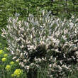 Prunus laurocerasus 'Otto Luyken': Bild 8/9
