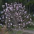 Magnolia stellata keiskei: Bild 8/9