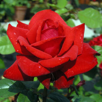 Moderne Edelrose - Rose 'Grande Amore'