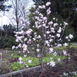 Magnolia stellata keiskei: Bild 9/9