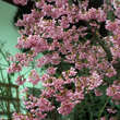 Prunus 'Okame': Bild 6/7