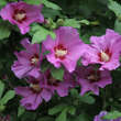Hibiscus syr. 'Russian Violet': Bild 2/3