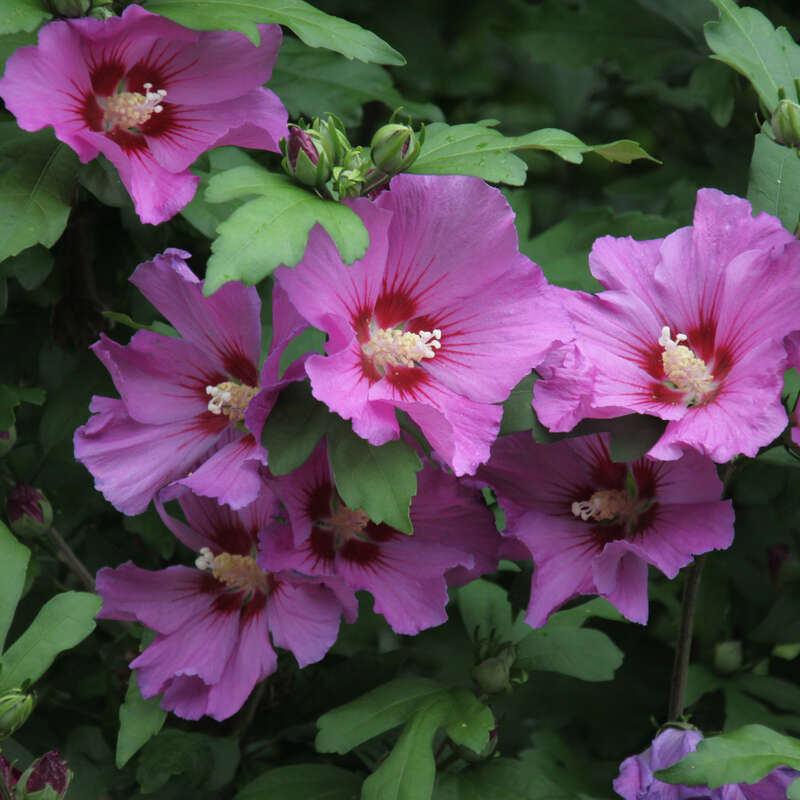 Eibisch Hibiscus syriacus 'Russian Violet'