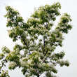 Chionanthus retusus: Bild 9/12