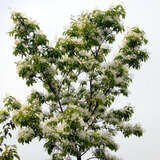 Chionanthus retusus - China-Schneeflockenbaum