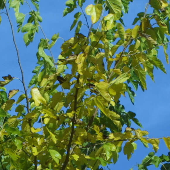 Morus alba: Bild 6/7 Morus alba: Bild 6/7