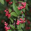 Cotoneaster watereri 'Cornubia': Bild 2/3