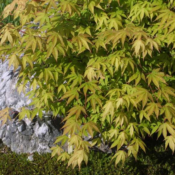 Acer palmatum 'Katsura': Bild 4/12