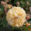 Rose 'Buff Beauty' (moschata): Bild 4/4