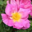 Rose 'Marguerite Hilling' (moyesii): Bild 5/5