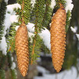 Picea abies - Heimische Fichte