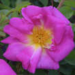 Rose 'Marguerite Hilling' (moyesii): Bild 3/5