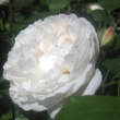 Rose 'Winchester Cathedral': Bild 3/6