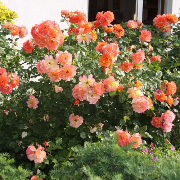 Rose 'Westerland': Bild 5/8 Rose 'Westerland': Bild 5/8
