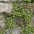 Cymbalaria muralis: Bild 4/7