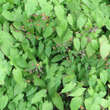 Epimedium alpinum: Bild 2/3