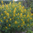 Senna hebecarpa: Bild 5/6