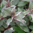 Fuchsia magell. gracilis 'Tricolor': Bild 3/3