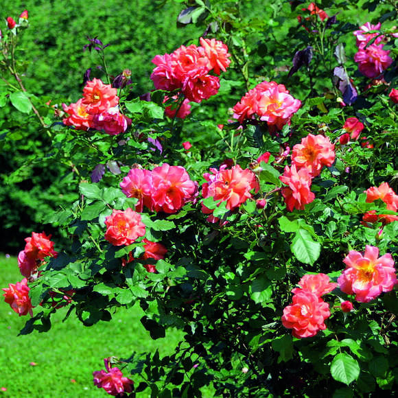 Rose 'Westerland': Bild 6/8 Rose 'Westerland': Bild 6/8