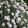 Dianthus plumarius 'Ine': Bild 3/3