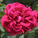 Rose 'General Jacqueminot'(perpet.) - Historische Strauchrose