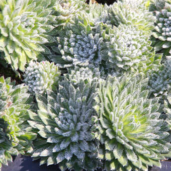 Androsace sarmentosa: Bild 4/4