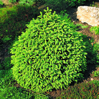 Picea abies 'Compacta'