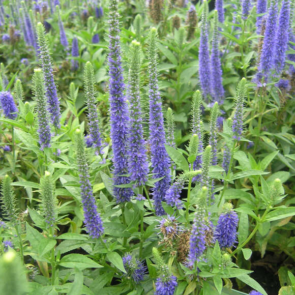 Veronica spicata 'Royal Candles': Bild 3/4 Veronica spicata 'Royal Candles': Bild 3/4