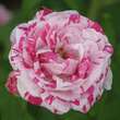 Rose 'Variegata di Bologna' (chin.): Bild 1/2