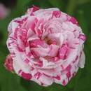 Rose 'Variegata di Bologna' (chin.) - Historische Strauchrose