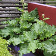 Rheum rhabarbarum 'Holsteiner Blut': Bild 2/2