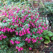 Fuchsia 'Riccartonii': Bild 3/3