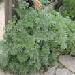 Artemisia absinthium: Bild 7/8
