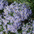 Aster sedifolius 'Nanus': Bild 2/2