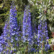 Delphinium cult. 'Finsteraarhorn': Bild 2/2