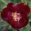 Paeonia lactiflora 'Buckeye Belle': Bild 5/5