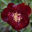 Paeonia lactiflora 'Buckeye Belle': Bild 7/7
