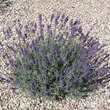 Lavendel - Bild 4
