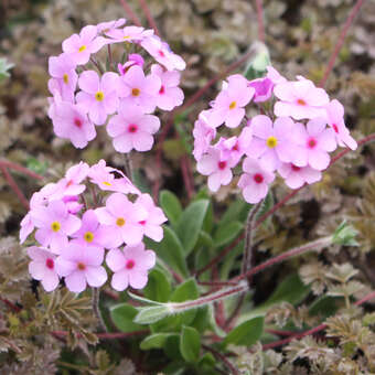 Androsace sarmentosa: Bild 3/4