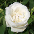Rose 'Frau Karl Druschki': Bild 2/3